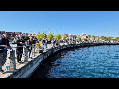 Üsküdar Sahilinde Sardalya