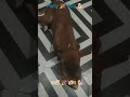 party 🎉 Dog # पार्टी 🎉 डॉग # Dog Care # Doglife# Dog Care# Doglovers# Street Dog#