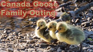 Canada Goose Family Outing