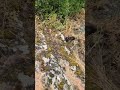 странные углубления и линии на поверхности затвердевшей массы..Италия,  регион Лацио ( Tuscia)