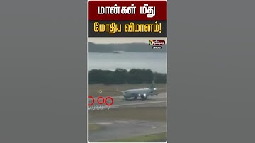 மான்கள் மீது மோதிய விமானம்!