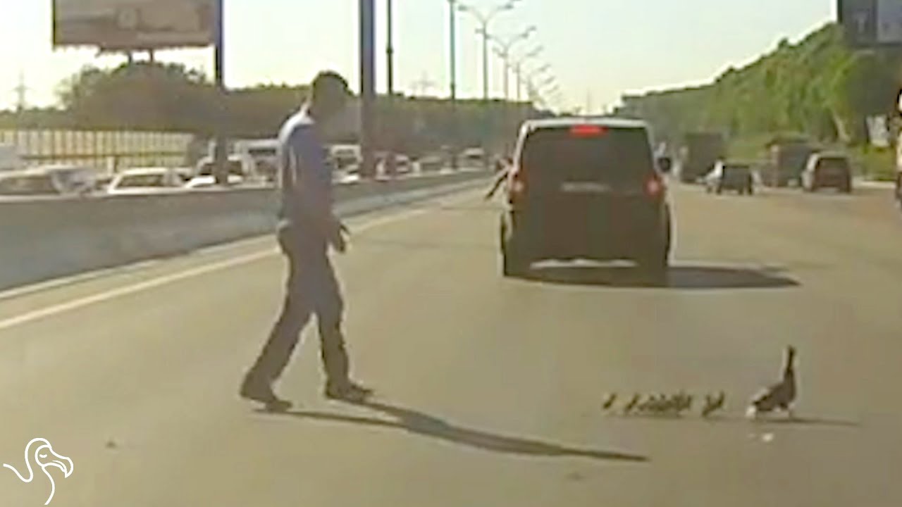 Guy Stops Highway Traffic To Let Baby Ducks Cross