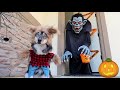 My Puppy Goes Trick Or Treating On Halloween