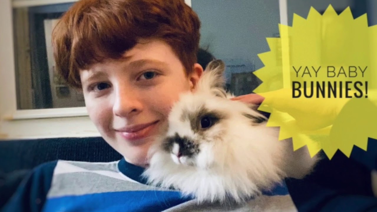 Our Lionhead Rabbit is PREGNANT! 