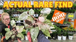 UM i found a NEW $5 rare plant at Home Depot 😱💕 CRAZY big box plant shopping haul 🤩