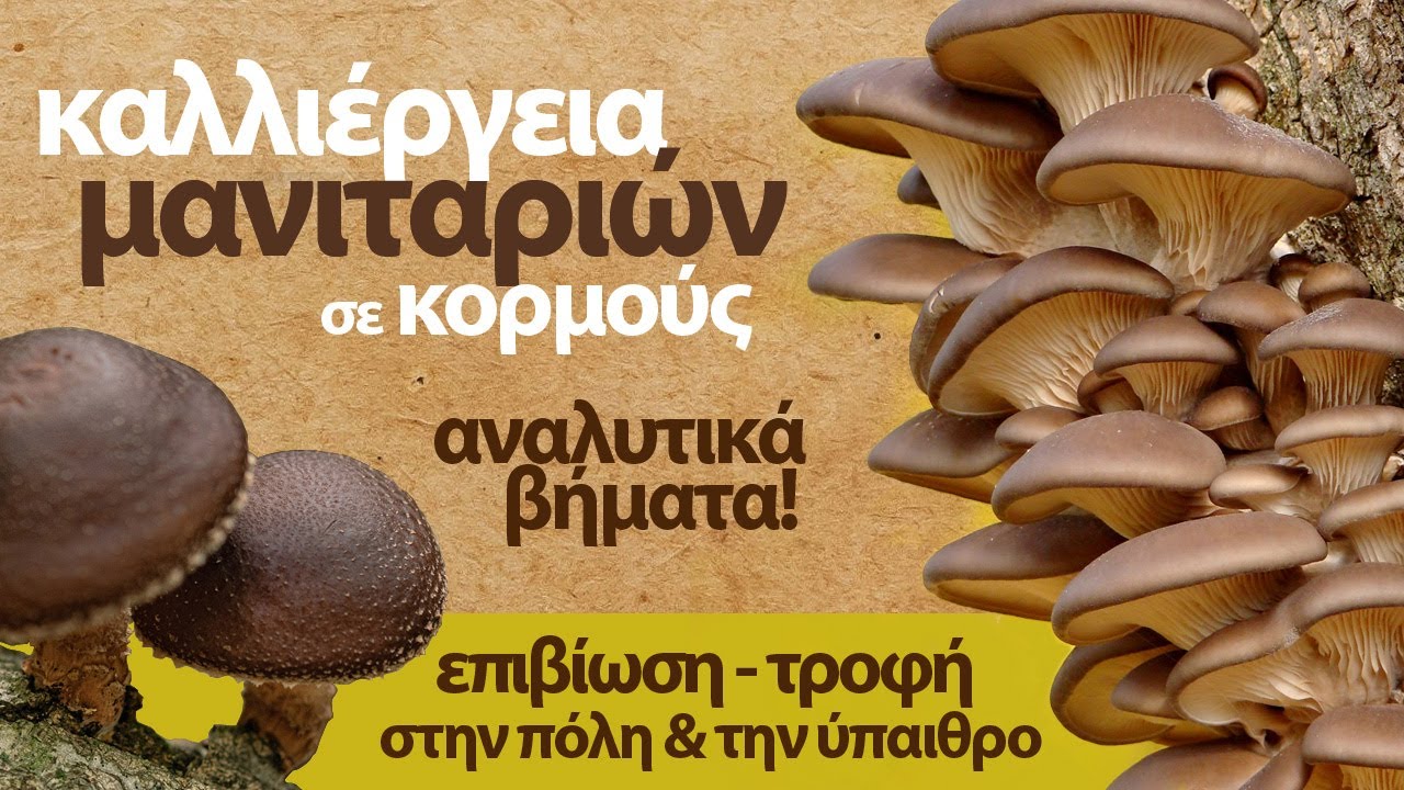 Καλλιέργεια μανιταριών σε κορμούς - αναλυτικά βήματα!