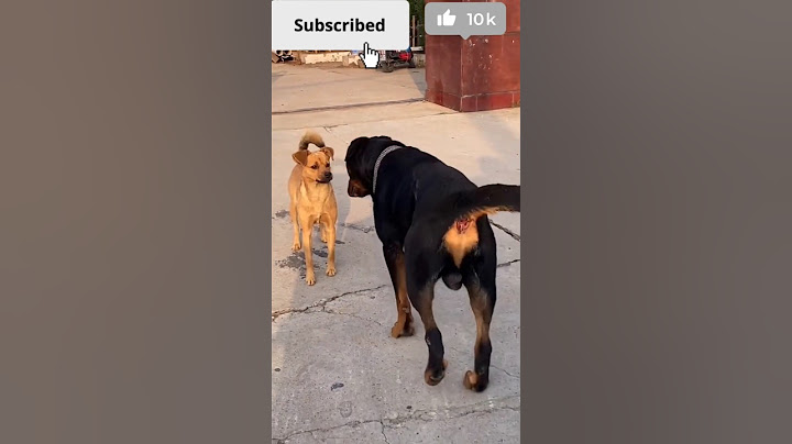 Street dog vs rottwiler real fight! #shorts #ytshort #trendingshorts #streetdog #rottweiler #dog