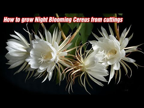 ვიდეო: Rooting Night Blooming Cereus - ისწავლეთ როგორ გაამრავლოთ ღამით ყვავის ცერეუსი