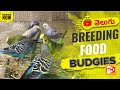 Breeding and caring for budgies  hyderabad pets world budgies lovebirds birdbreedingfarm telugu