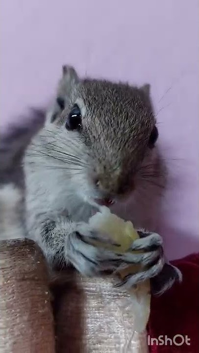 How to feed Squirrels | How do Squirrels eat... - YouTube