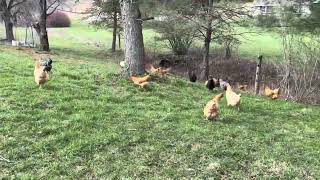 Easter PSA from your friends at PA Country Cluckers by PA Country Cluckers 73 views 1 month ago 50 seconds