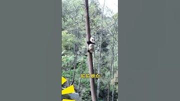 瞒不住了！原来功夫熊猫是这样上树的！#国宝#大熊猫#雅雅安安