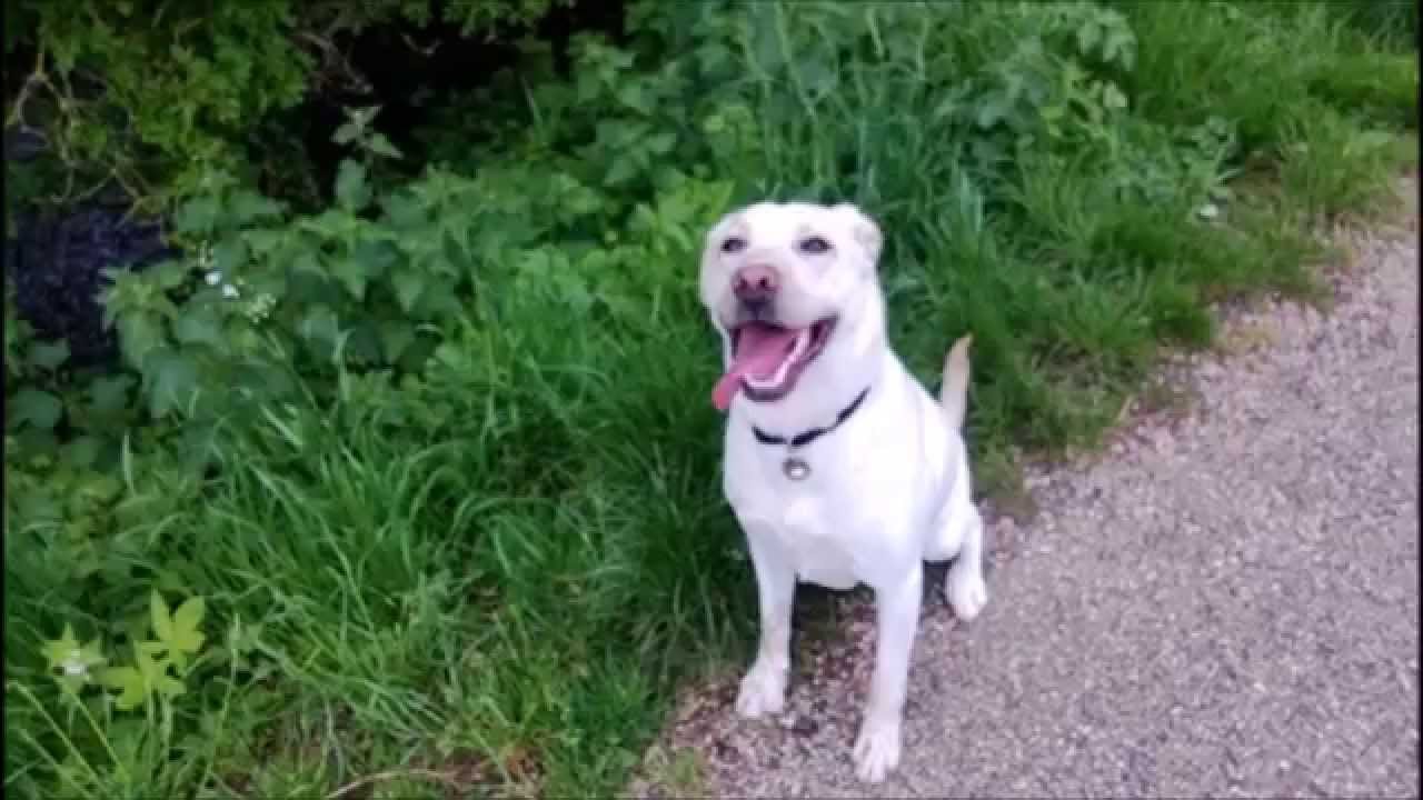 Wag Times Dog Walker Pet Sitter Hayling Island YouTube wag-times-dog-walker-pet-sitter-hayling-island-youtube