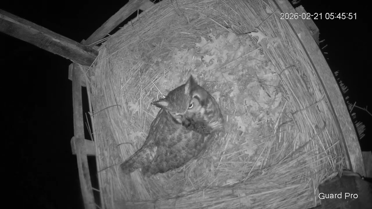 Great Horned Owl Nest 2026 #16