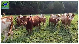 The Cutest Cow Videos Compilation  I Animal Lovers I CUTEST Compilation 2022 by Animal Planet ZONE 29 views 2 years ago 5 minutes, 3 seconds