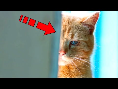 Video: Miks on kirbutilgad kassile nii head?