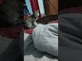 very naughty cat