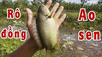 Câu cá rô đồng ở ao sen mới phát hiện ra ✅