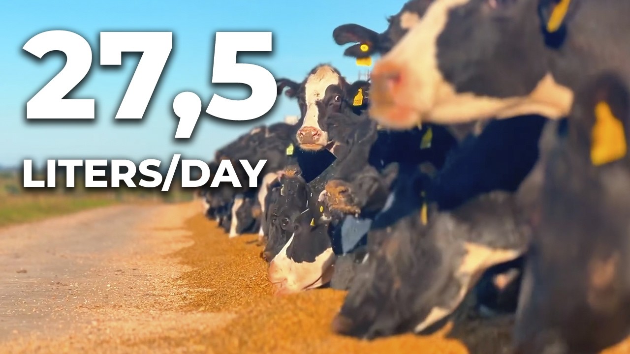 27,5 ЛИТРОВ МОЛОКА/ДЕНЬ, КАНАДСКАЯ ГЕНЕТИКА: ЭФФЕКТИВНОСТЬ И КОМФОРТ В КОМПОСТНОМ САРАЕ – УРУГВАЙ 🇺🇾