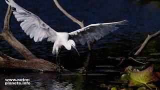 L&#39;île Nouvelle (Gironde) : un havre de biodiversité