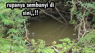 YA TUHAN,,!! rupanya di bawah tumbuhan liar ini berkumpul nya sepat Siam babon,mancing sepat #TR-102