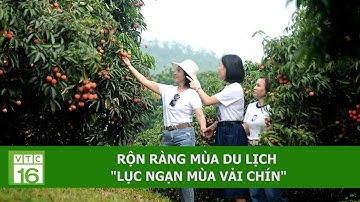 RỘN RÀNG MÙA DU LỊCH "LỤC NGẠN MÙA VẢI CHÍN" | VTC16