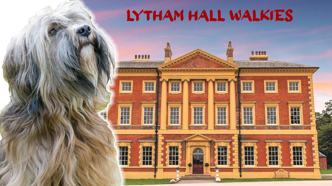 Lytham  Hall Tibetan Terrier Meetup