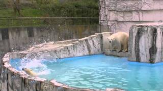 見て見て！アイラだんご~Polar Bear cub is playing with blue polyethylene tank