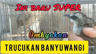 Banyuwangi Trucukan: Tips for Prospective and Fighter Male Trucukans | Characteristics of Trucuka...