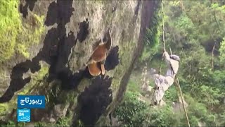أبناء قبيلة غورونغ النيبالية يخاطرون بحياتهم لجني العسل