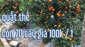còn 70 cây quất thế bán lốt giá vét vườn, quất tết 2022 quất thế lh 097 6467263
