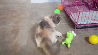 Joyful Playtime: A Cat Rolling Around with a Toy Rabbit. Mollie