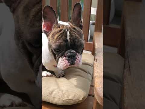 Ron's Dog Mustard On PGA Sunday