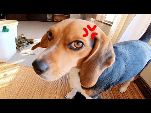 新家族を世話するパパに嫉妬心からブチ切れるビーグル犬ハピちゃん