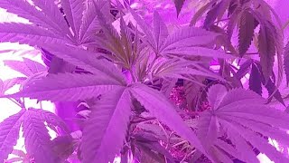 Garden Views 💪 #naturalgrower313