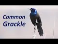 Common Grackles Funny Behaviors: Sounds, Display, Foraging, Feeding, etc.
