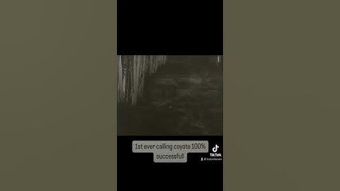 Testing the new fox pro x24 MFK edition #thermal #50mm #640 #coyote #iray #alpha