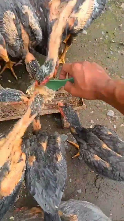 racikan pakan pasti 2 kali lebih cepat besar