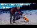Professional Dog Training - How to train without a clicker Professional Dog Training - How to train without a clicker