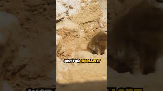 Facts About The Fennec Fox