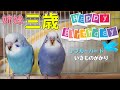 姉妹３歳の誕生日【ブルーバード／いきものがかり】【セキセイインコ】