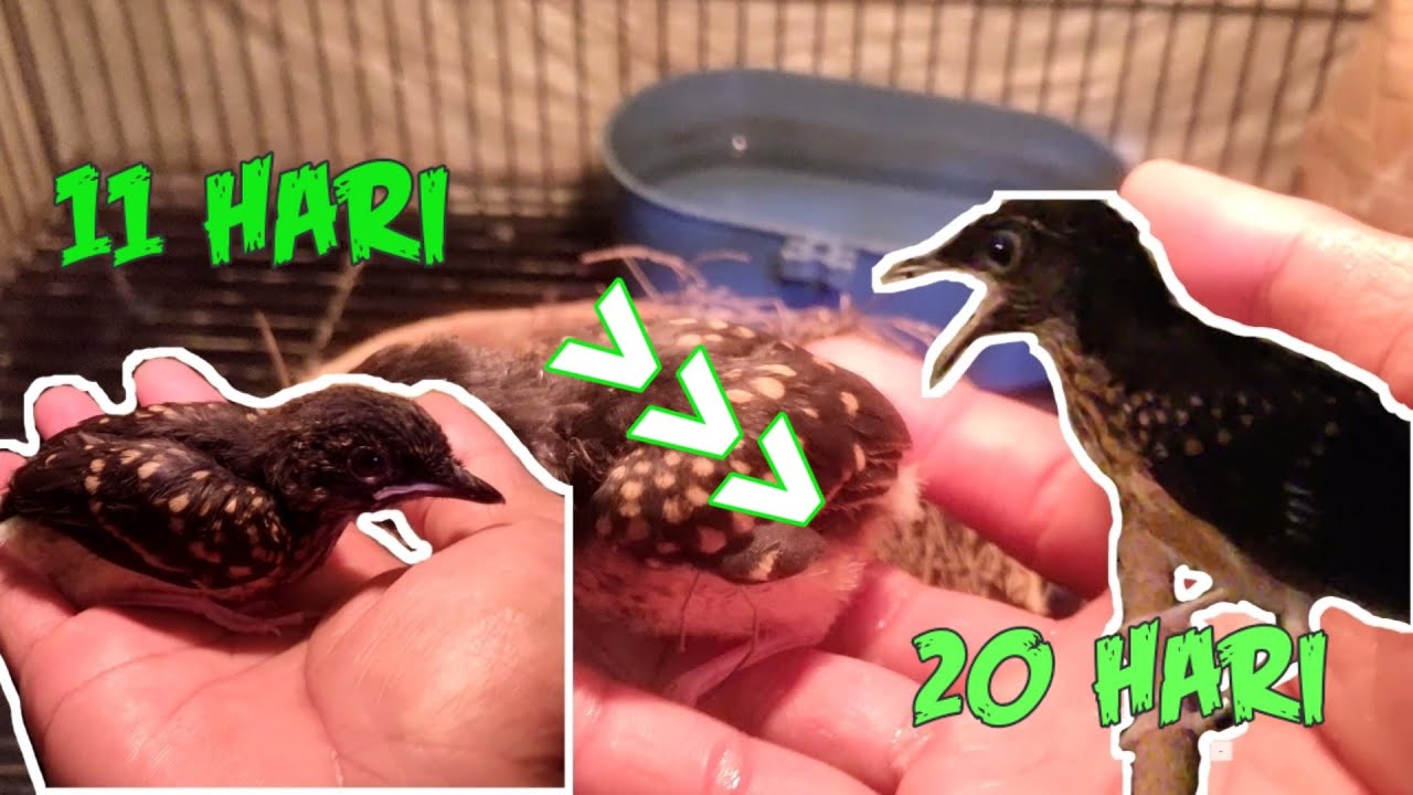 MELOLOH ANAKAN MURAI USIA 11 HARI SAMPAI 20 HARI