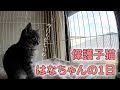 【保護子猫】保護子猫の1日に密着！