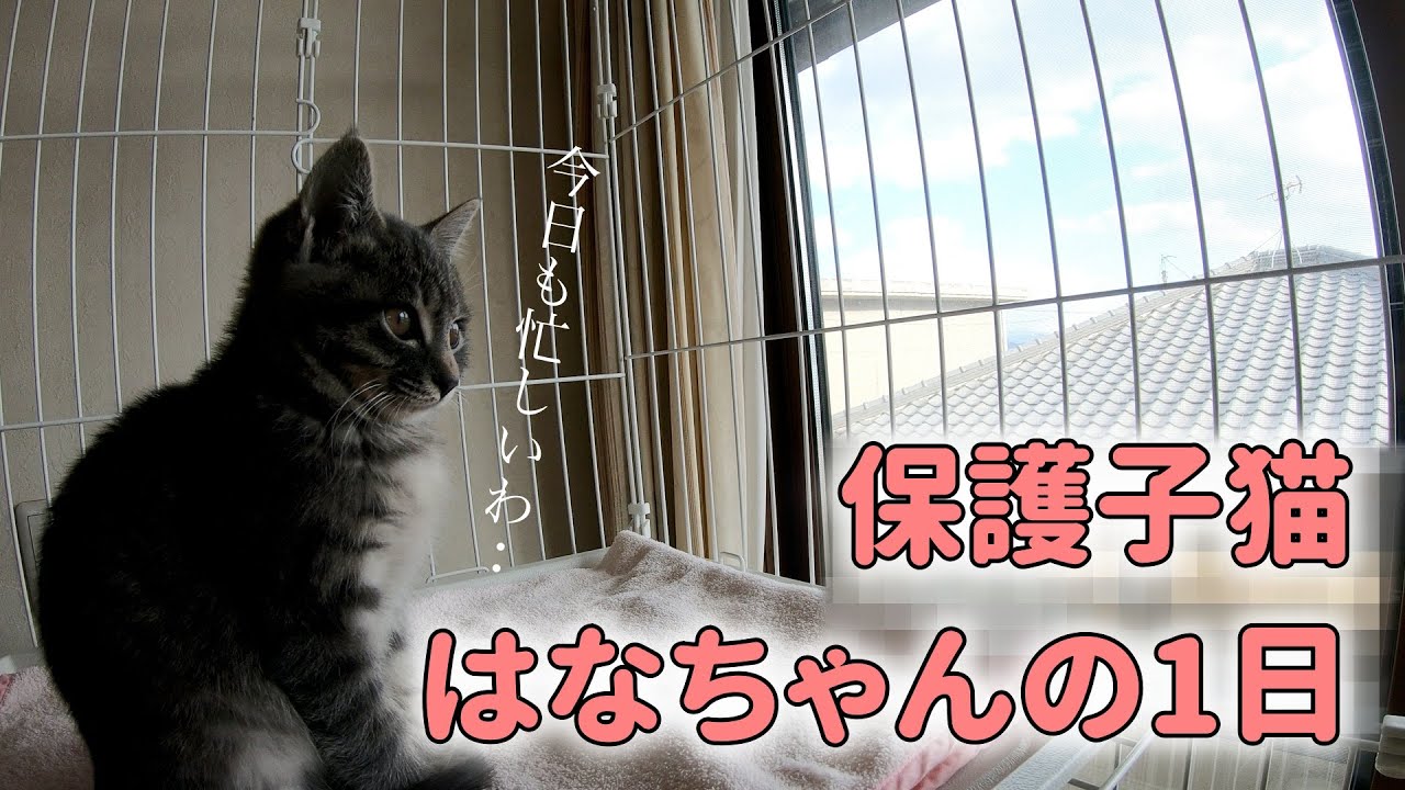 Cat Loves Owner | Life in Japan | #5 - YouTube