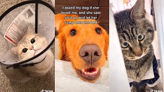Best Of 2021 - Top Funny Pet Videos - TRY NOT TO LAUGH  (part 2)