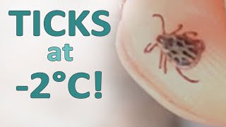 I was attacked by the ticks in a winter morning at the temperature of -2°C