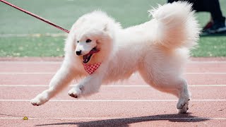 How to Train Your Samoyed Using Positive Reinforcement by Samoyed USA 74 views 6 days ago 3 minutes, 57 seconds