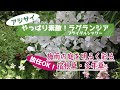 【アジサイ　ラグランジアやっぱり素敵！】《梅雨に咲く放任OKの宿根草・多年草》