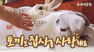 Flower(rabbit/bunny) Loves Butler! Rabbit Behaviors When Rabbit Loves Butler!