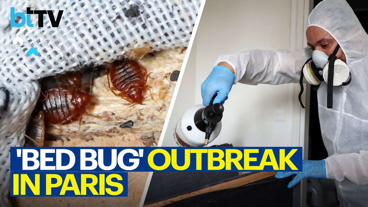 Bed Bug Infestation